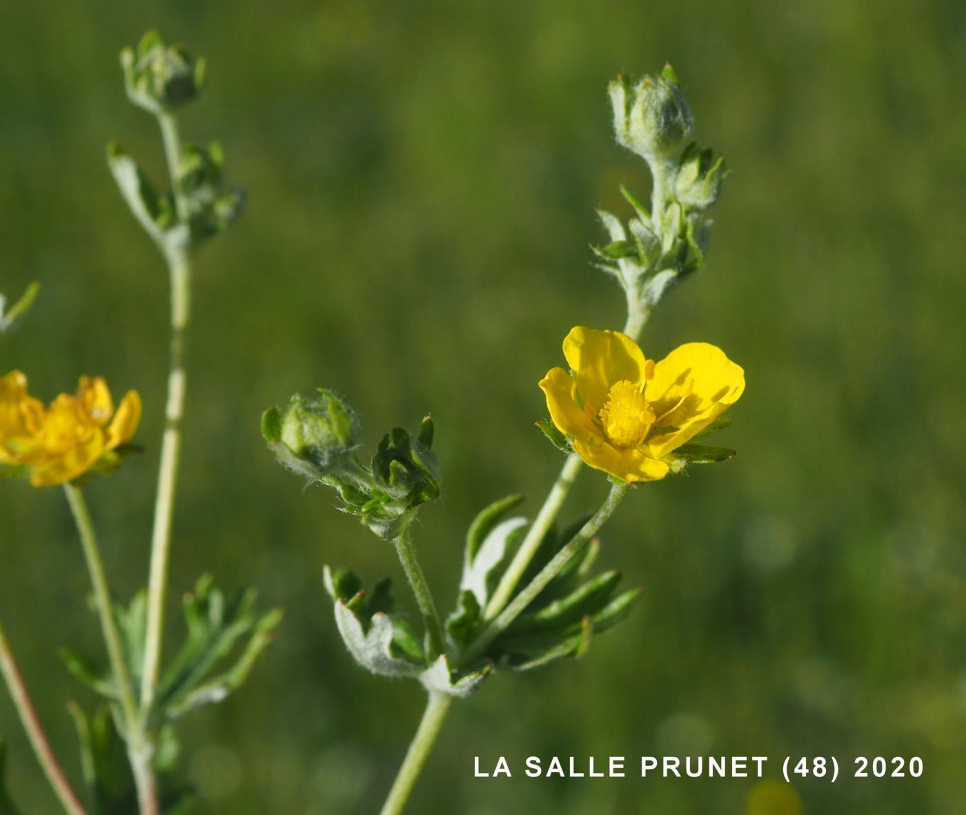 Cinquefoil, Hoary flower